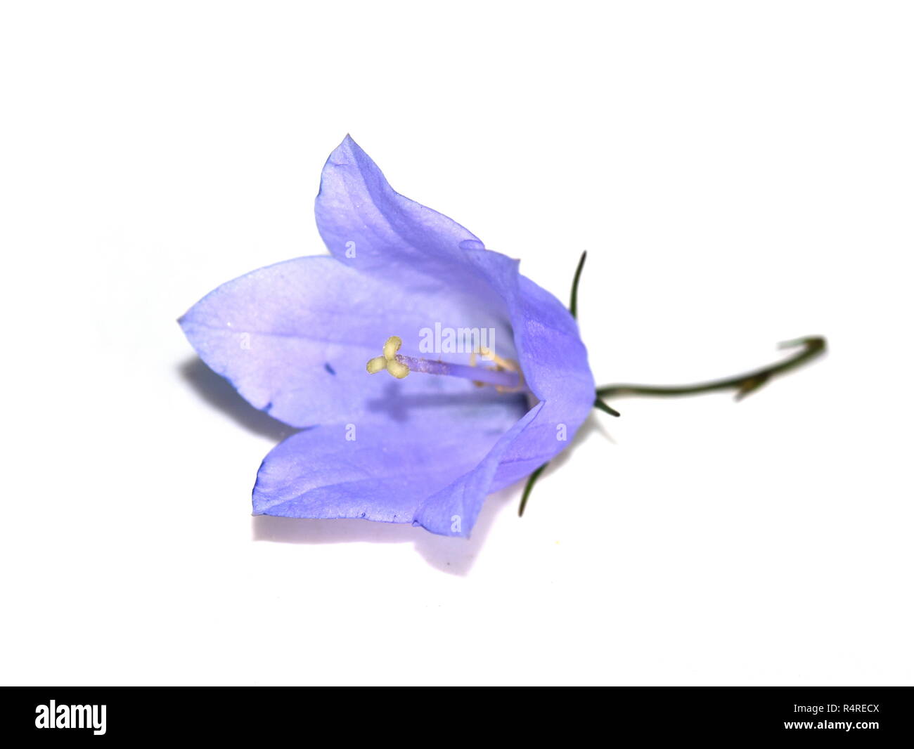 Bluebell Blumen auf weißem Hintergrund Stockfoto