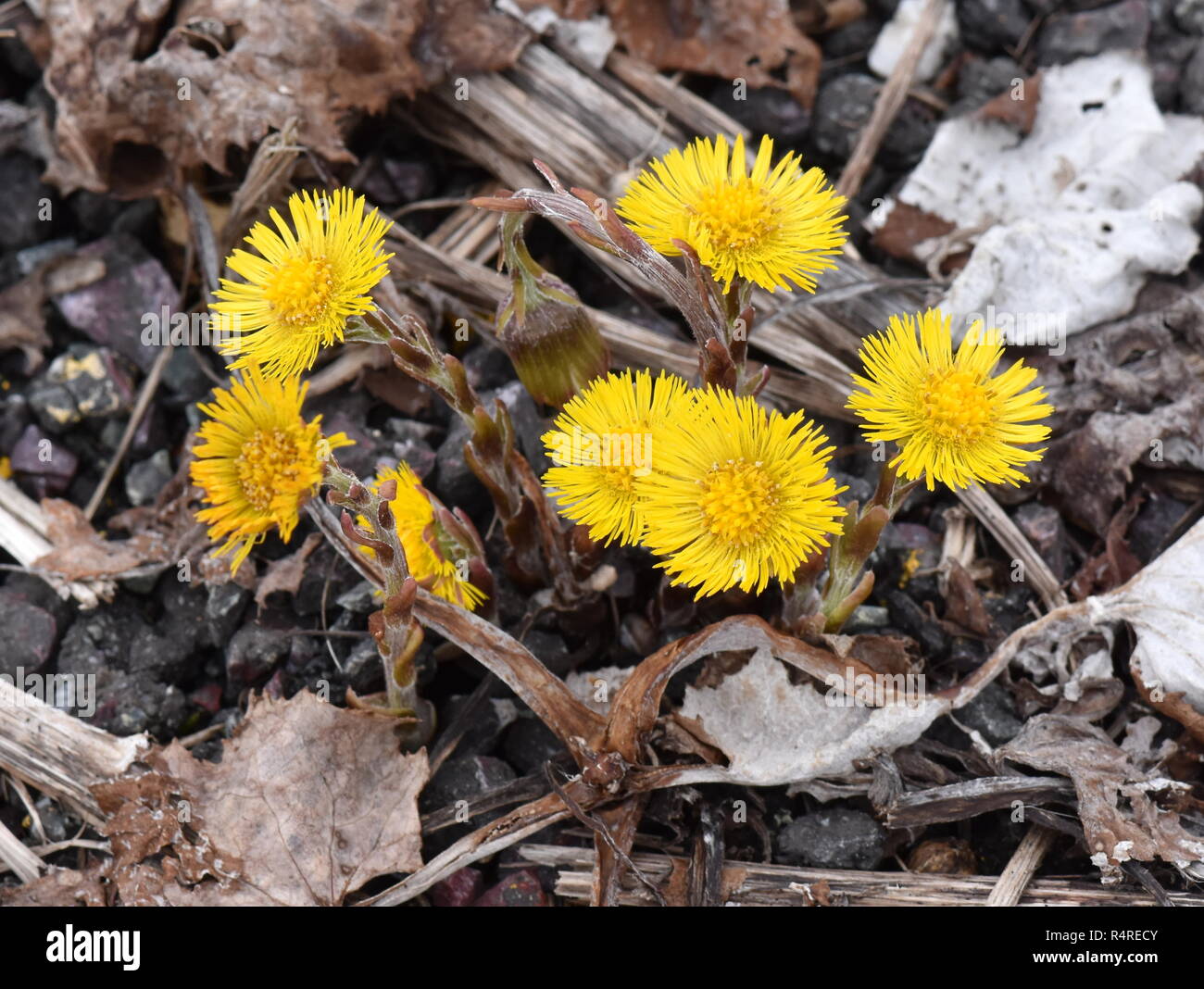 Huflattich im Kies Blüte im Frühjahr wachsen Stockfoto