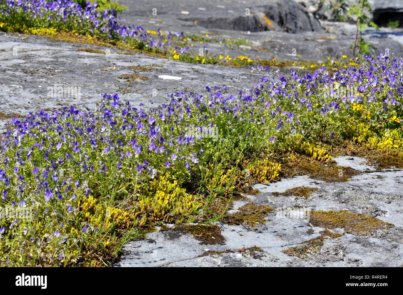 Wildes Stiefmütterchen blumen Viola tricolor wachsen auf Moss Stockfoto