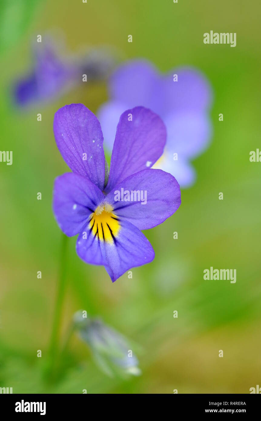 Wildes Stiefmütterchen Blume Viola tricolor Stockfoto