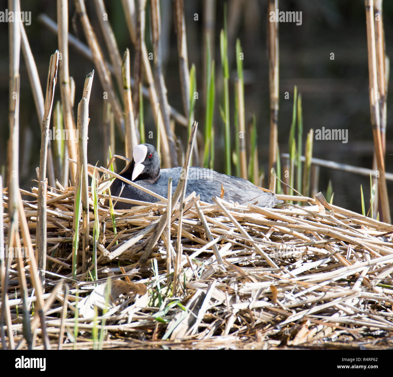 Eurasian coot Zucht in seinem Nest Stockfoto