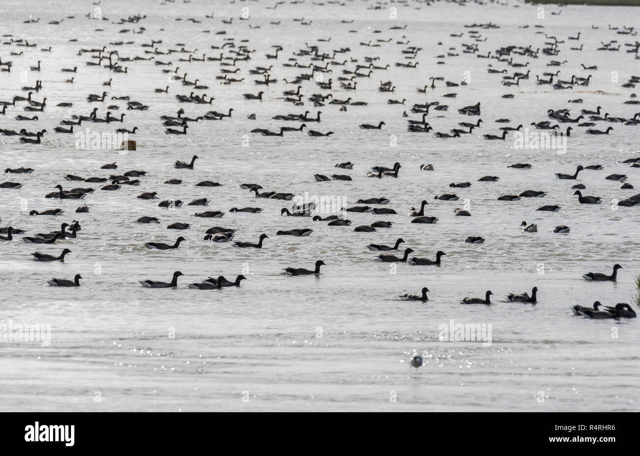 Herde schwimmen Ringelgänse (Branta bernicla) Stockfoto