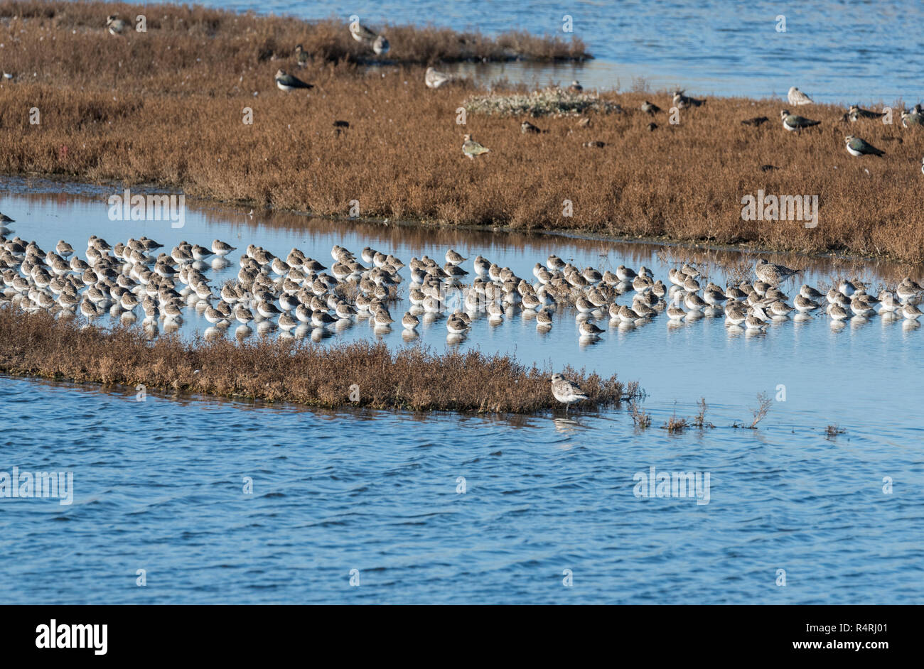 Herde von Sonnenbeschienenen Strandläufer (Calidris alpina) Schlafen bei Flut Stockfoto