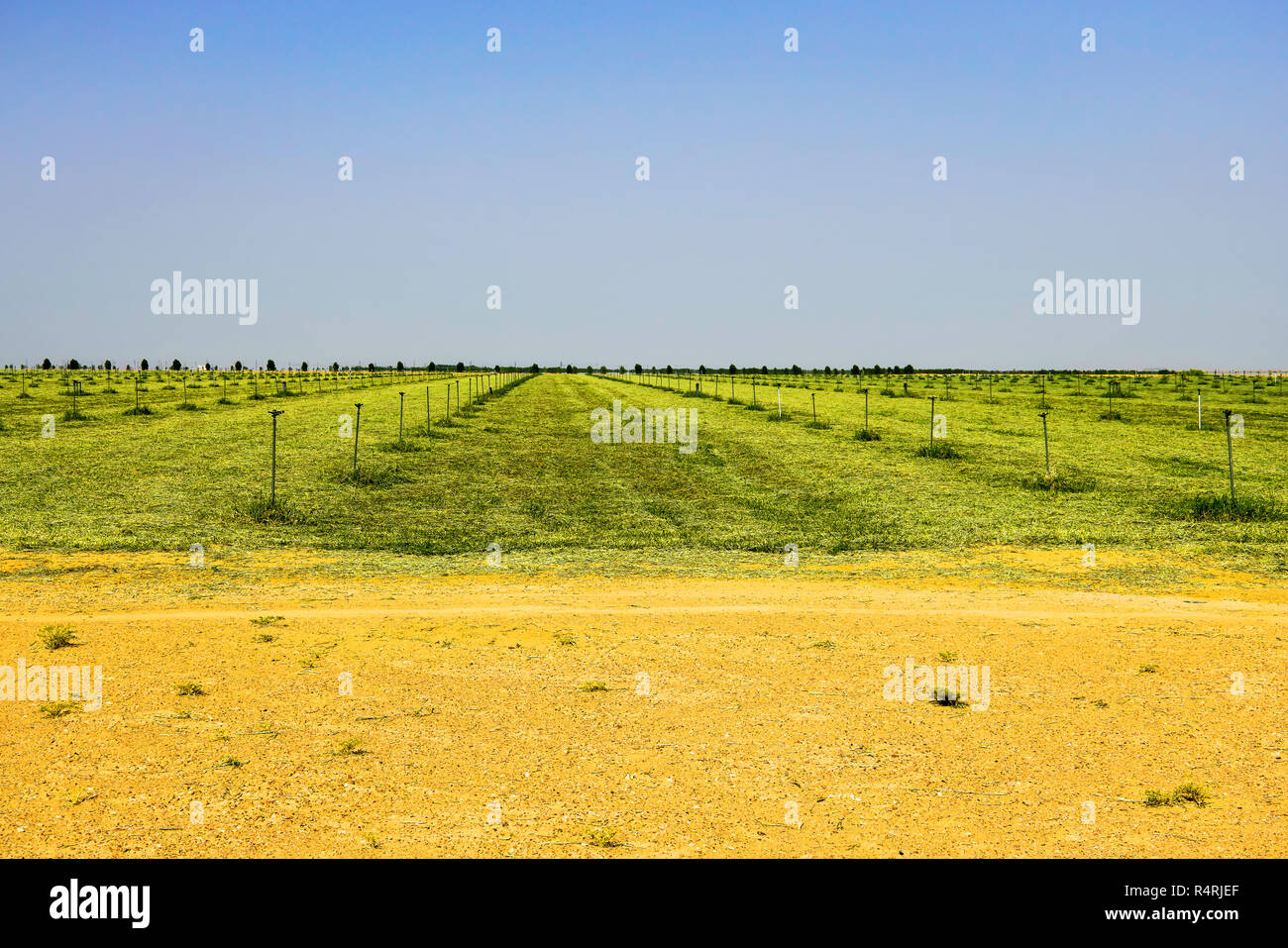 Gras Felder in der omanischen Wüste, Dohar region, Oman. Stockfoto