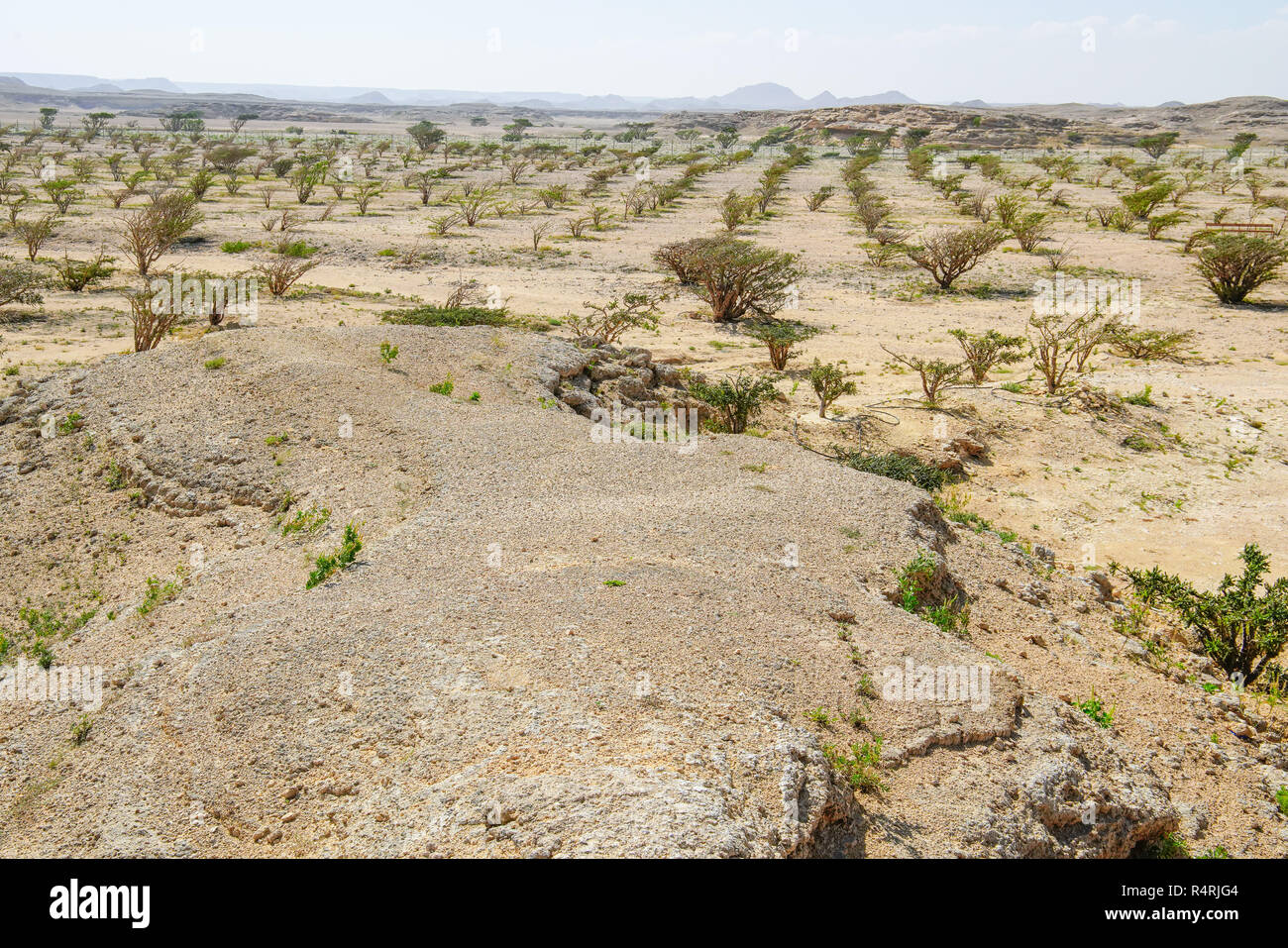 Weihrauchbaumplantage (Boswellia sacra) in Wadi Dawkah, Salalah, Region Dhofar, Oman. Stockfoto