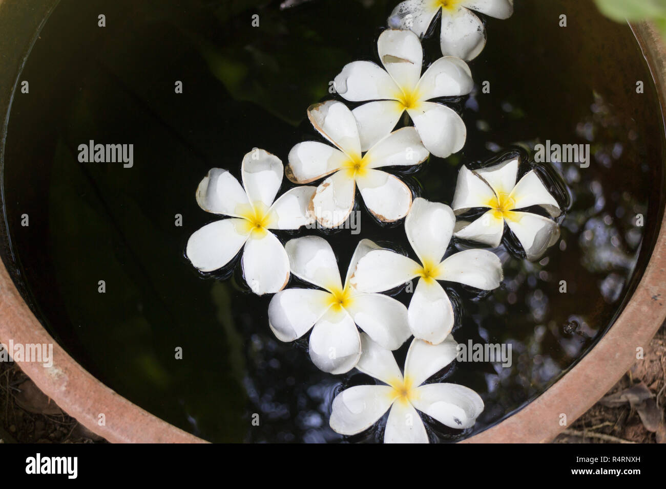 Plumeria Blumen im Garten Wasser Schüssel Stockfoto