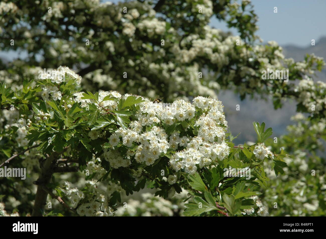 lila Blumen Stockfoto