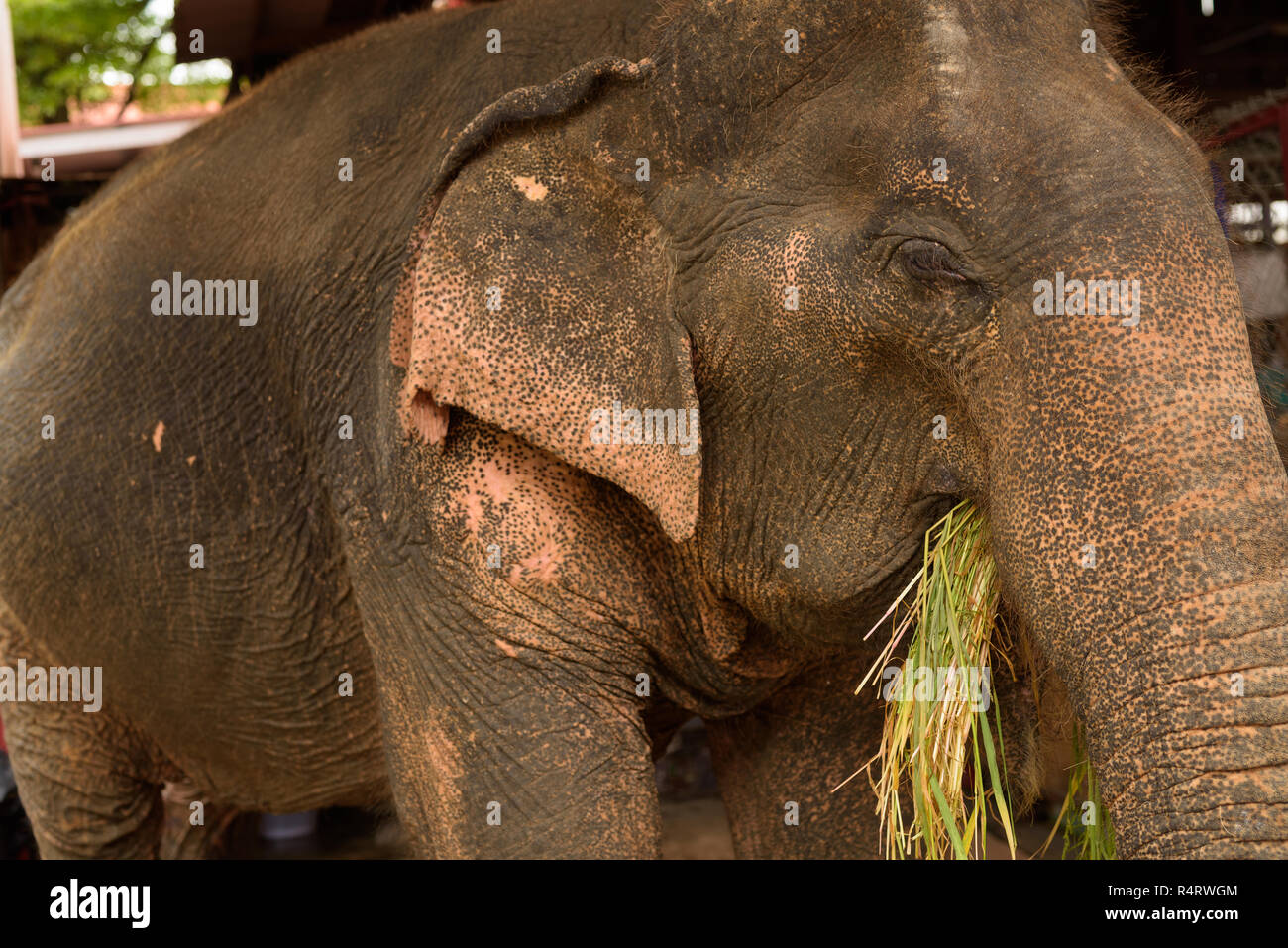 Asiatischer Elefant genießen Bündel von gesunden grünen Gras im Ayuttha Stockfoto