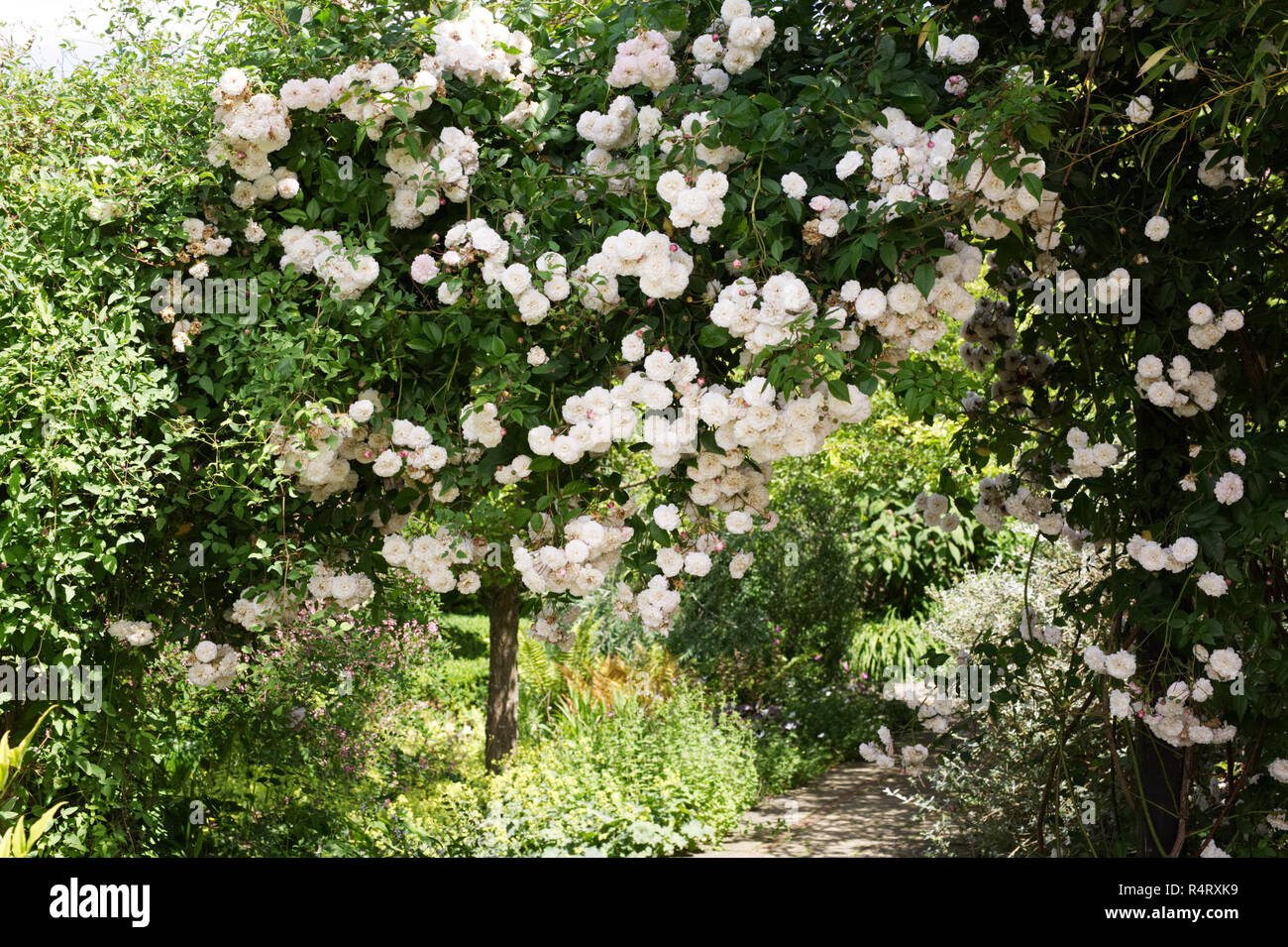 Rosa 'Felicite et Perpetue' Blumen im RHS Wisley Gardens. Stockfoto