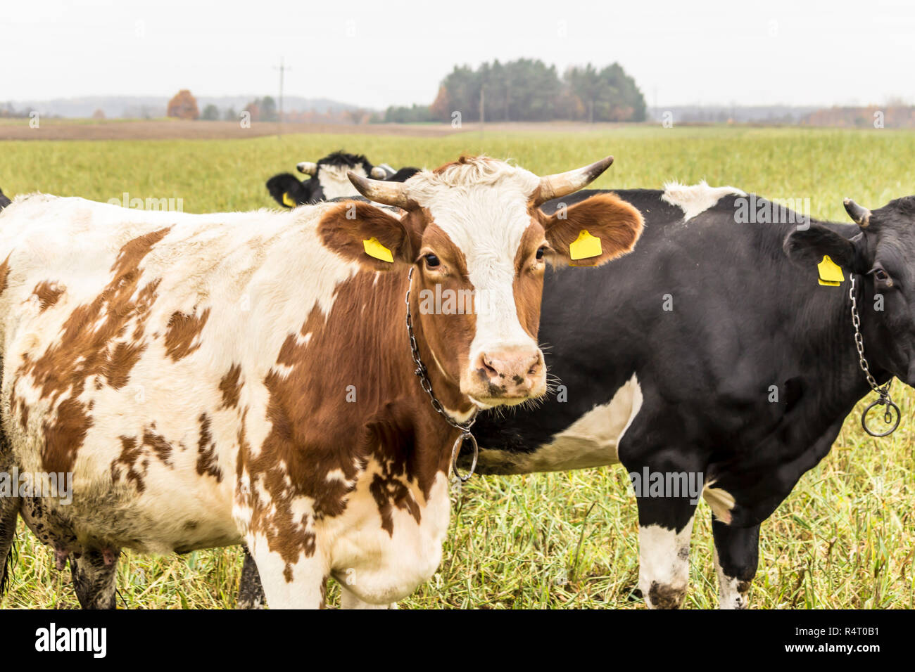 Holstein rind milch -Fotos und -Bildmaterial in hoher Auflösung - Seite ...