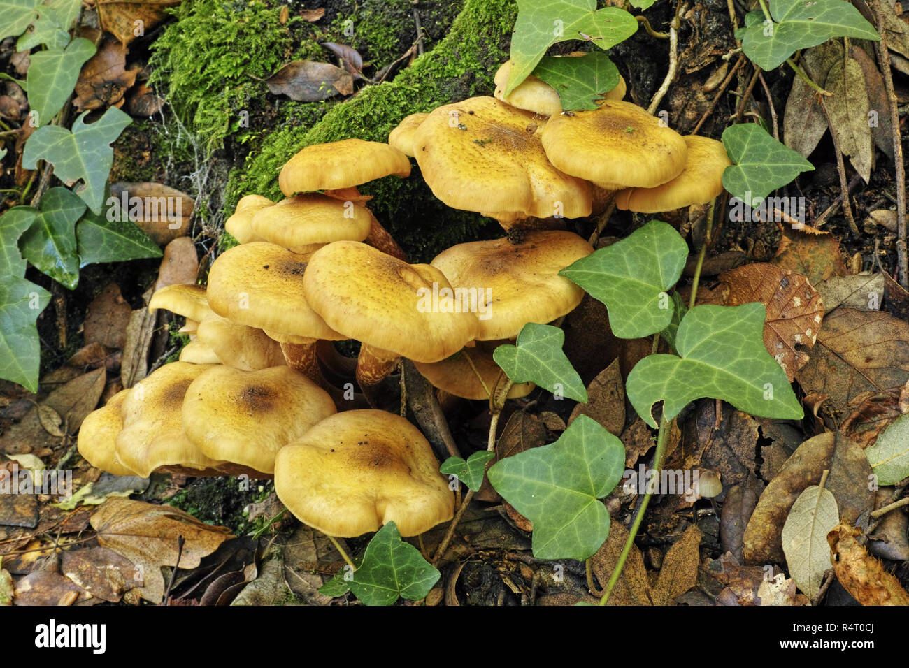 Einige Exemplare von Honig Pilz Stockfoto