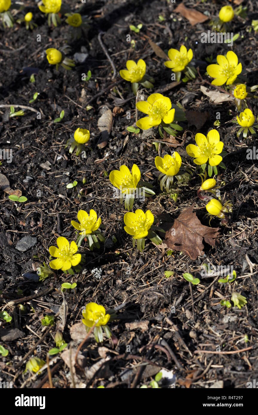 Camas Eranthis hyemalis Blüte im Frühjahr Stockfoto