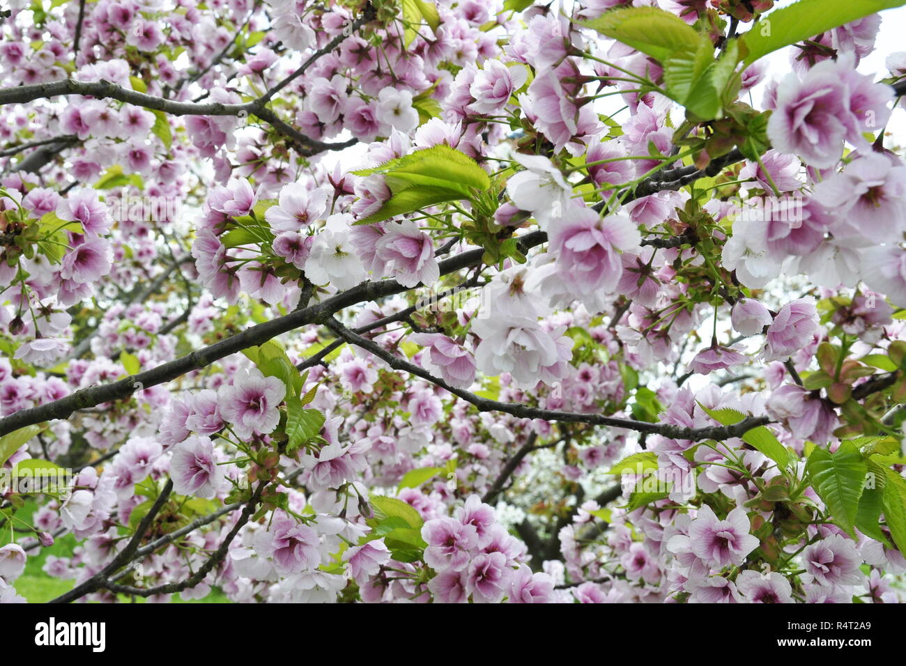 In der Nähe von Cherry Tree mit rosa Blumen im Frühling Stockfoto