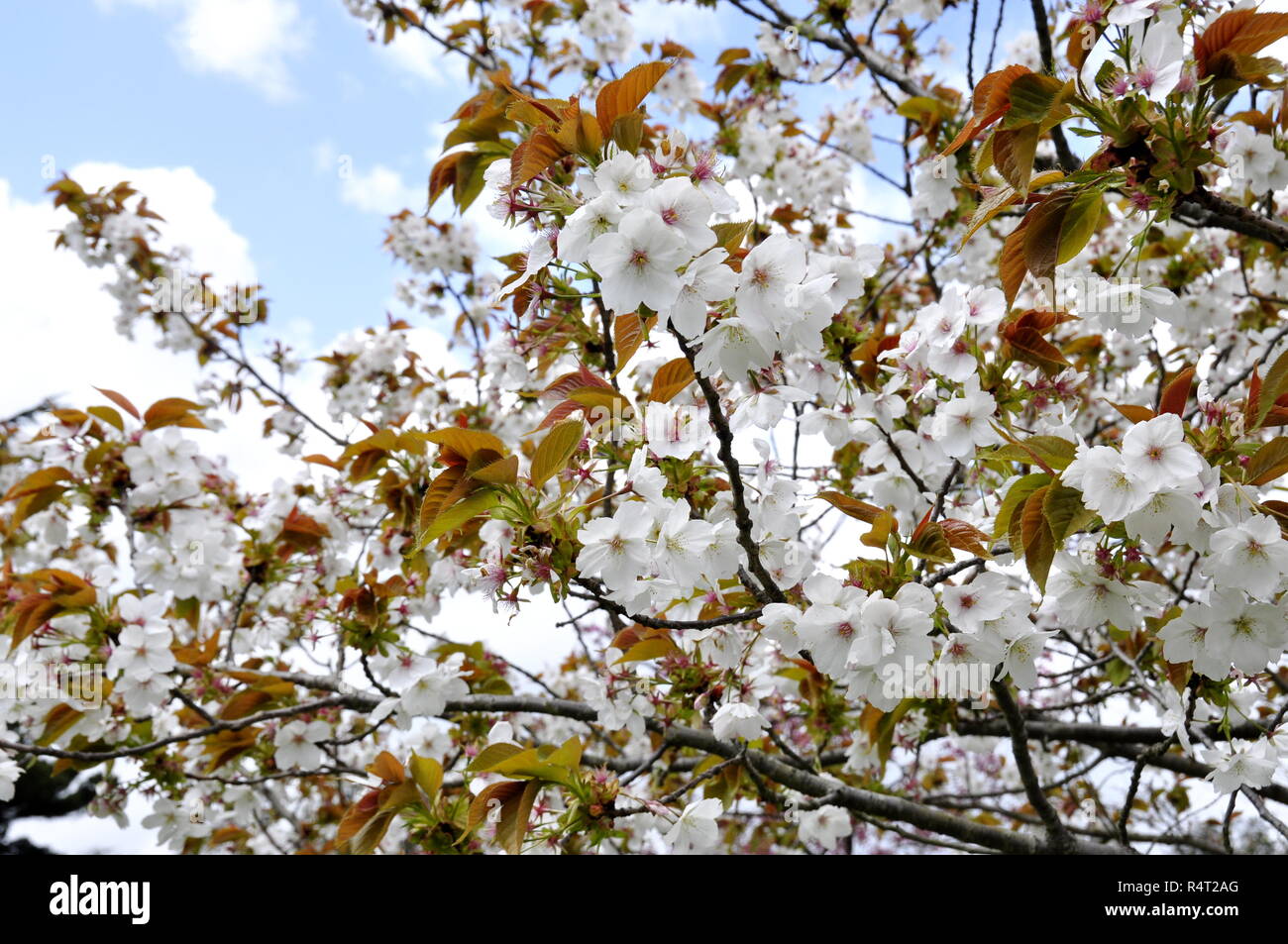 In der Nähe von Cherry Tree mit weißen Blumen im Frühling Stockfoto