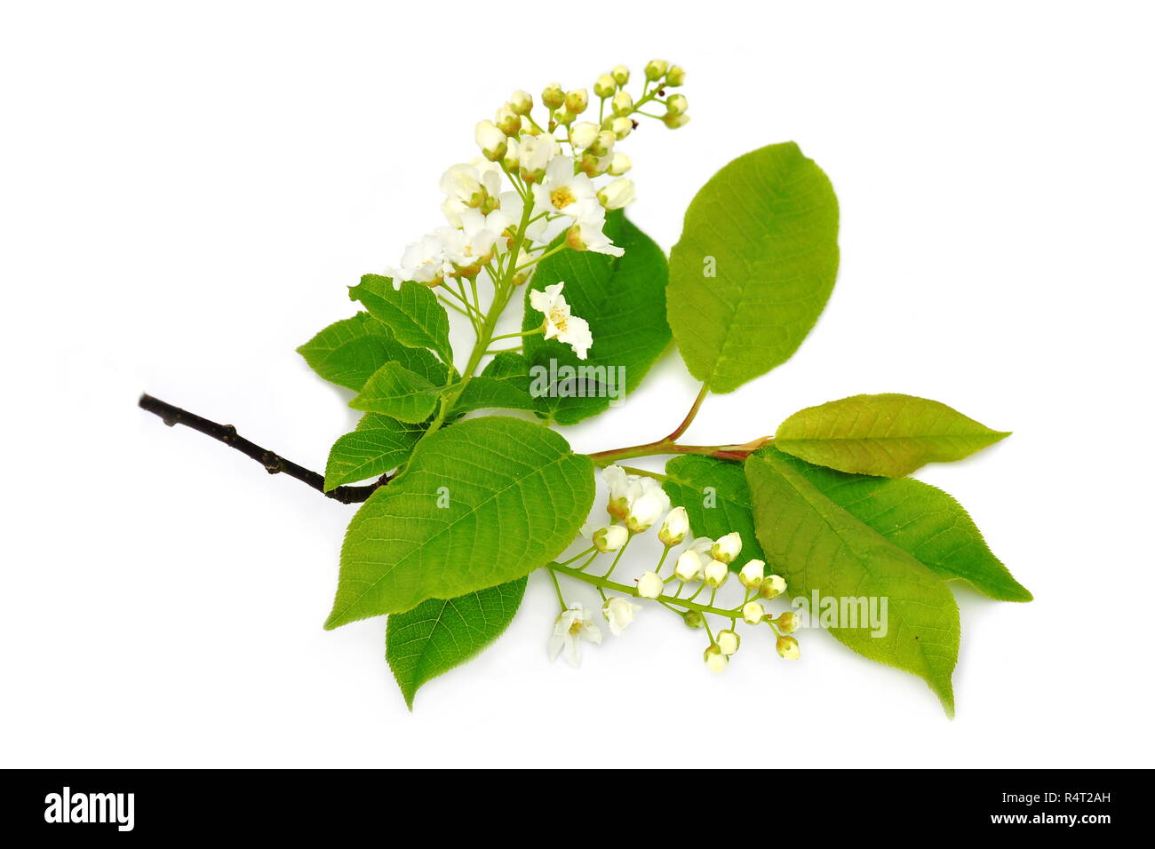 Zweig der Vogel Kirschbaum Prunus padus auf weißem Hintergrund Stockfoto