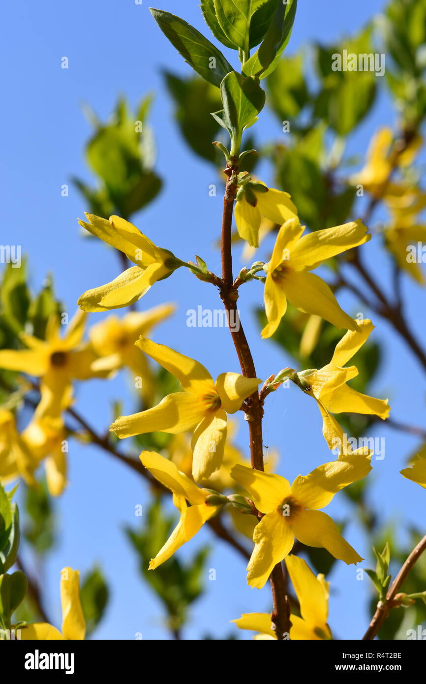 Forsythia shrub Fotos und Bildmaterial in hoher Auflösung Alamy