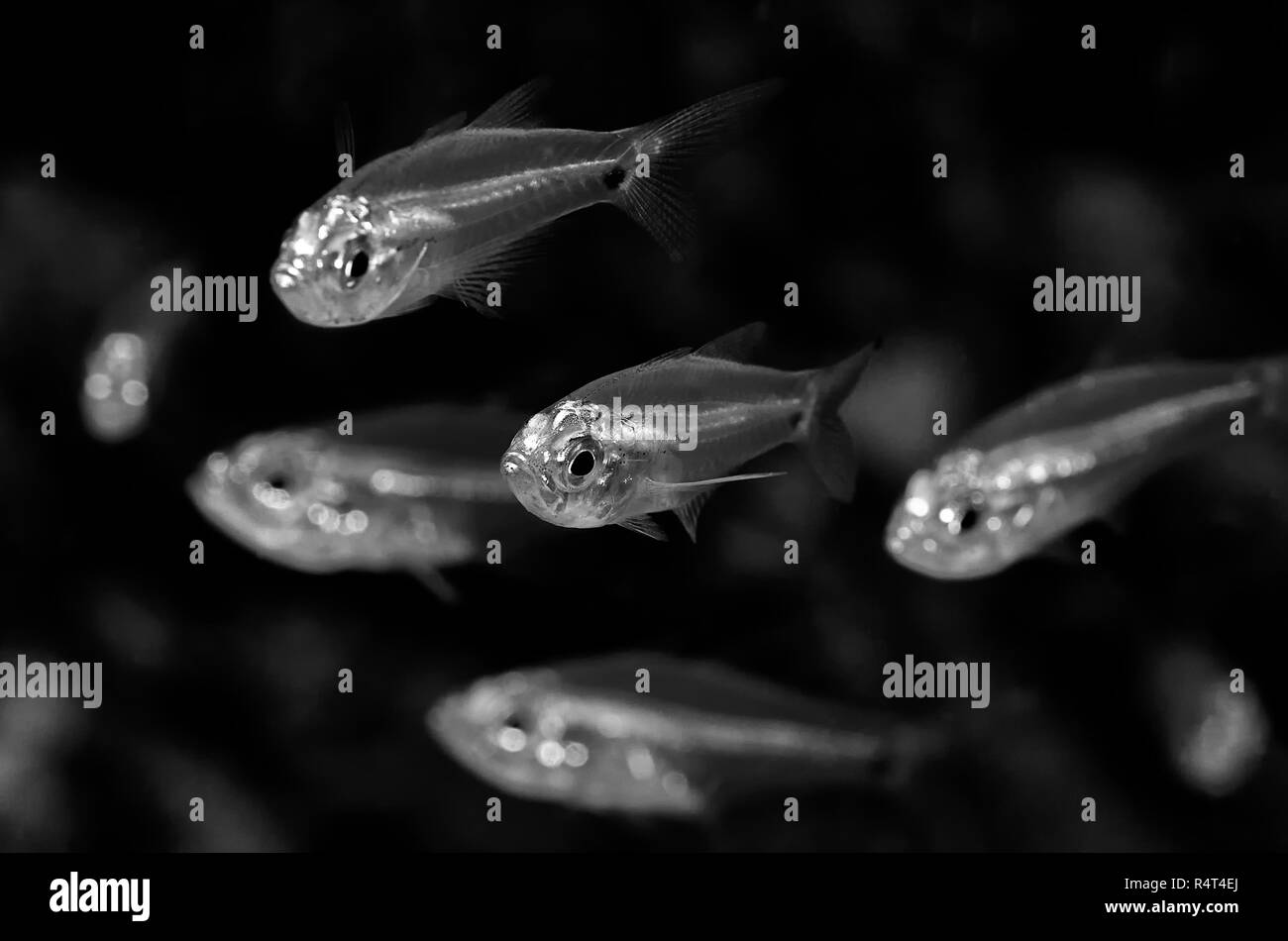 Kehrmaschinen sind kleine, tropische Marine (gelegentlich) perciform Brackwasser Fische der Familie Pempheridae. Stockfoto