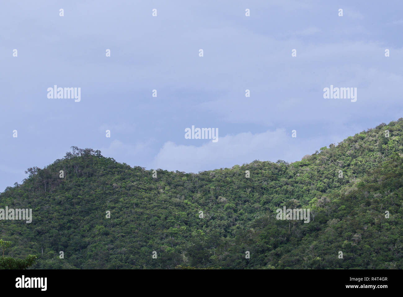 Ansicht von oben in Wald in Thailand und blauer Himmel. Stockfoto