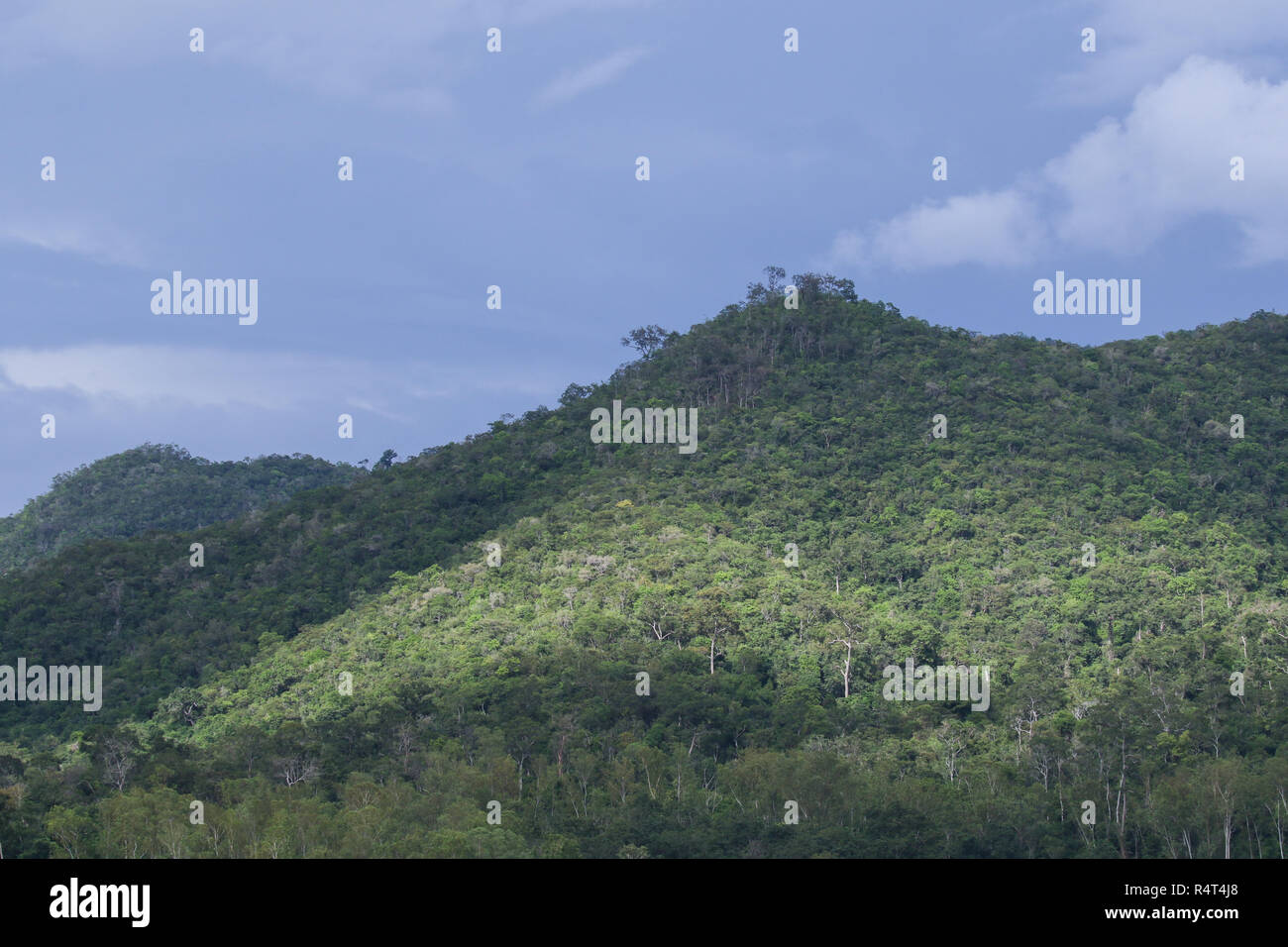 Ansicht von oben in Wald in Thailand und blauer Himmel. Stockfoto