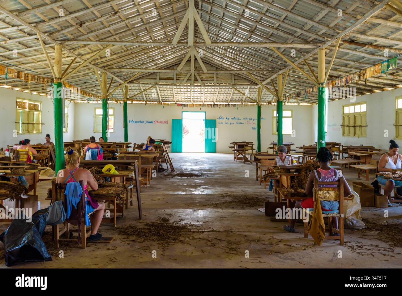 Viñales, Kuba - Feb 2018: die kubanischen Frauen sortieren und Tabak Tabak Blätter in der zigarrenfabrik in Vinales Stockfoto