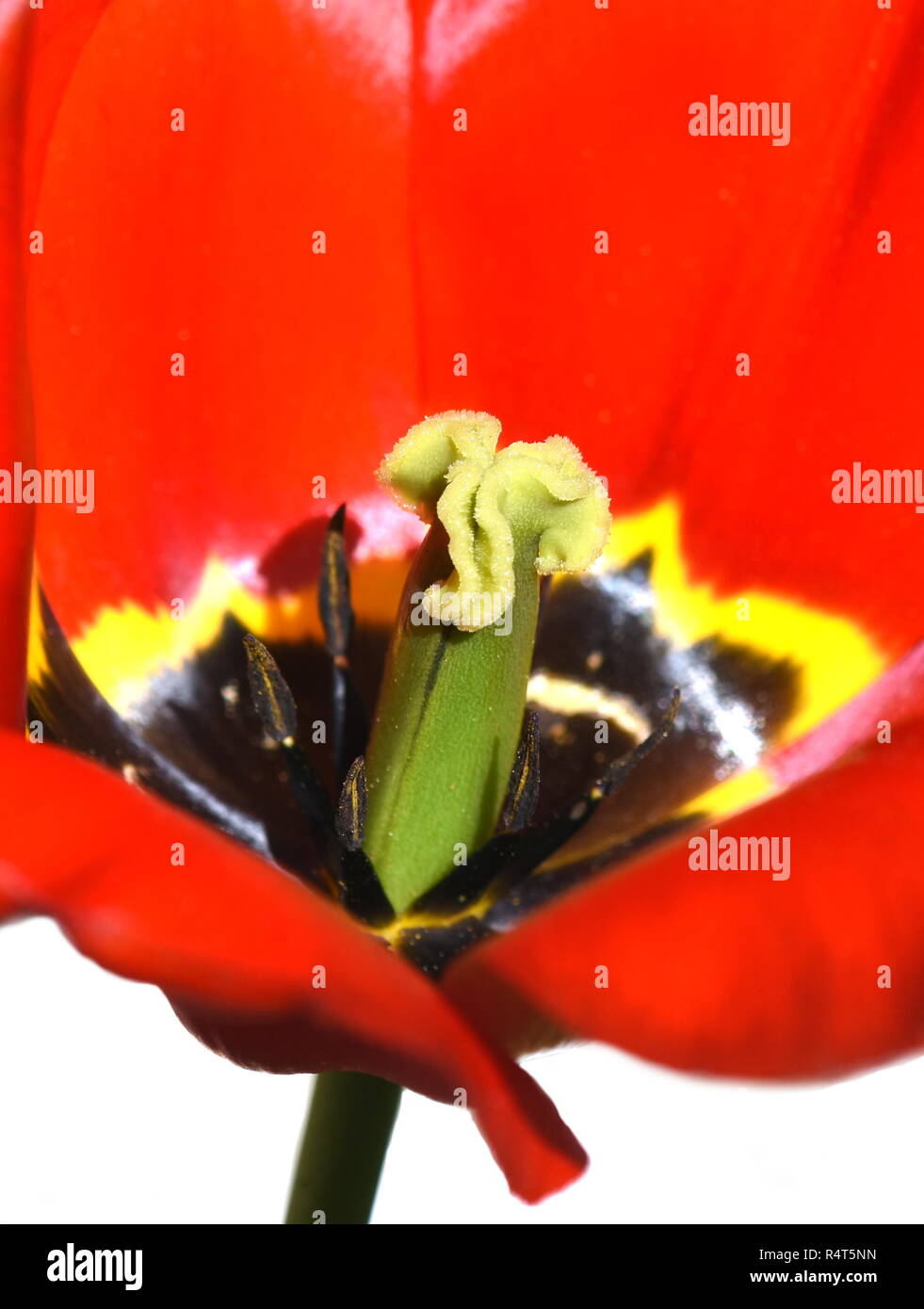 Nahaufnahme auf das Innere eines schwarzen und roten Tulpe Stockfoto