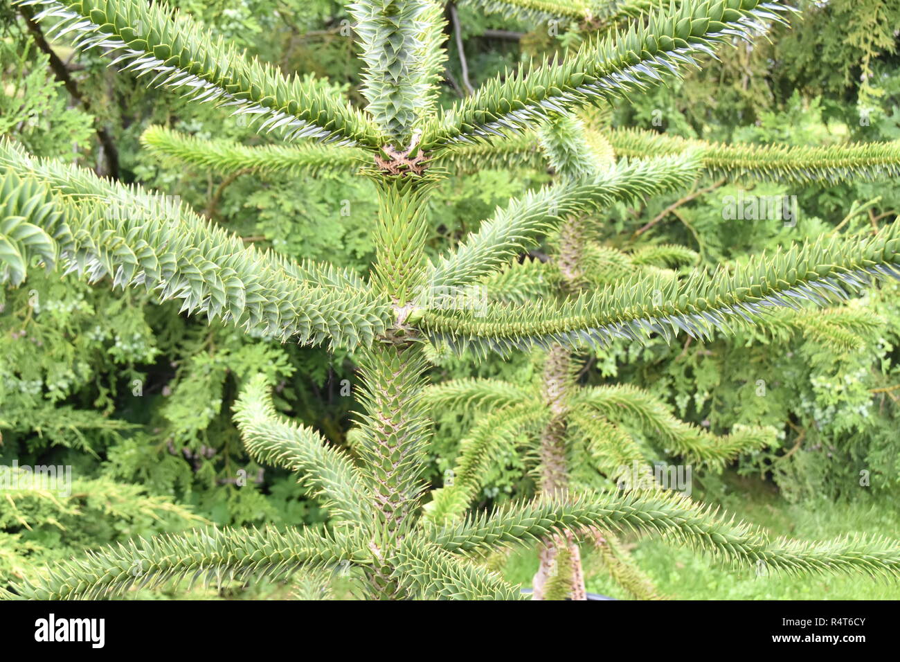 Monkey Puzzle Tree Araucaria araucaria Stockfoto