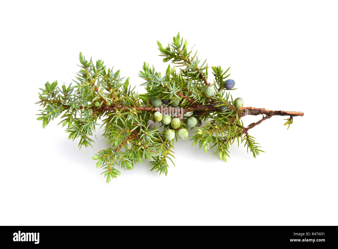 Gemeinsame Wacholder Juniperus communis auf weißem Hintergrund Stockfoto