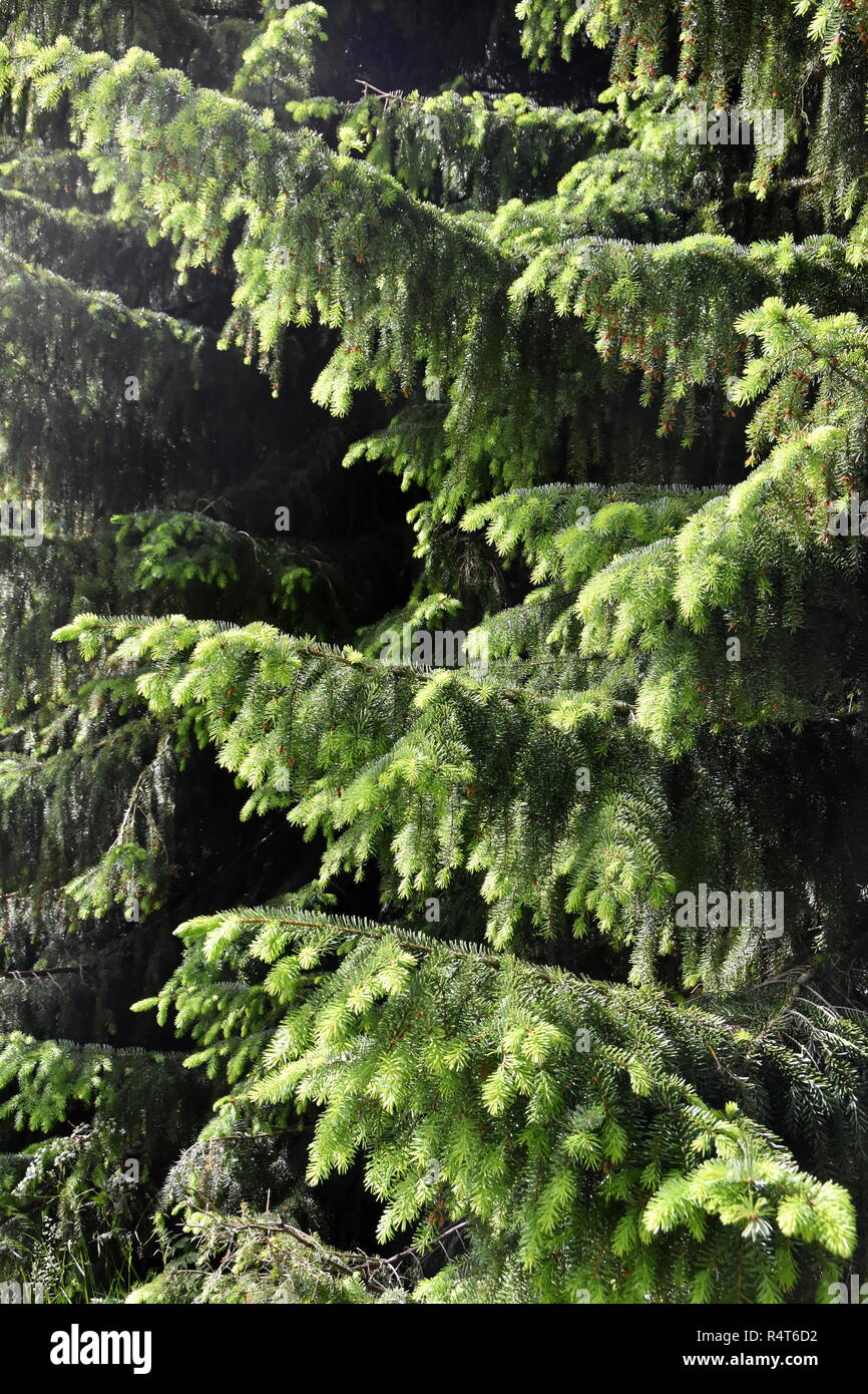 Zweige eines Spruce Tree Picea abies mit neuen Laub wächst Stockfoto