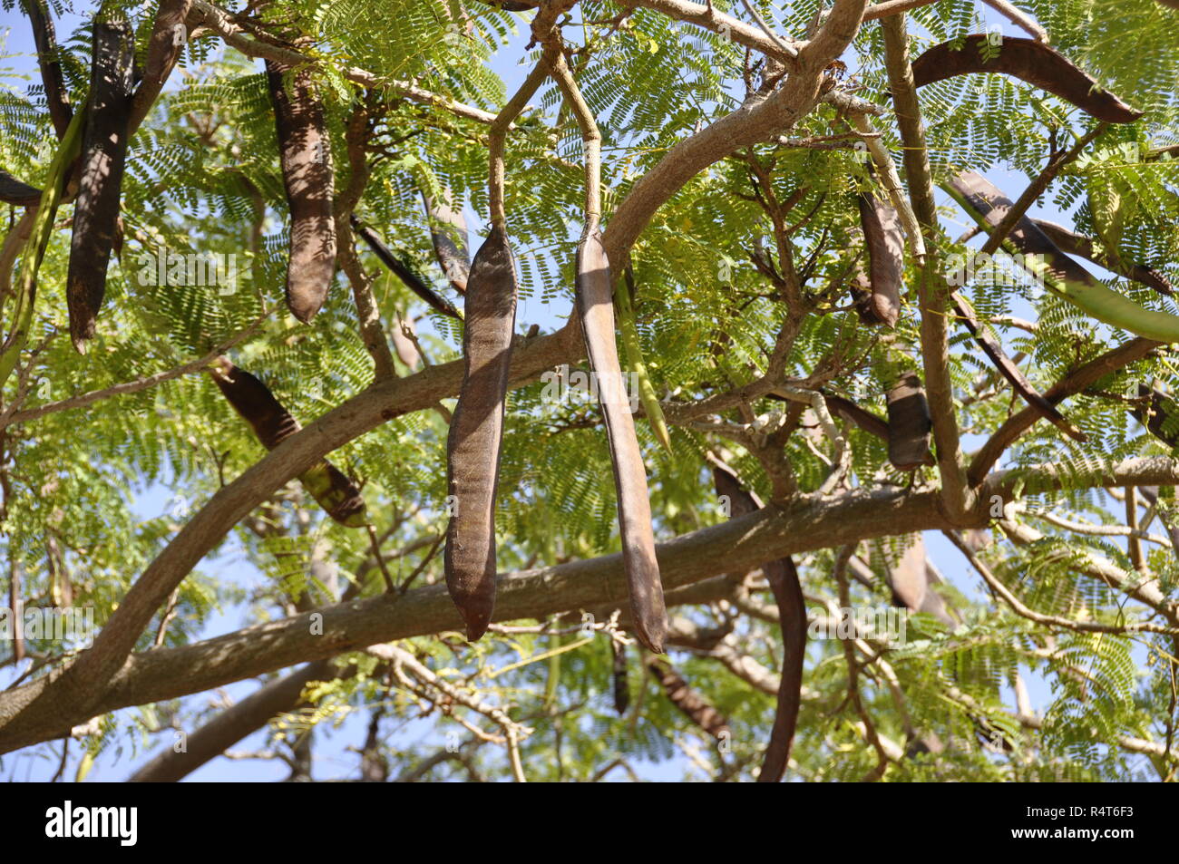Samen auf ein persischer Seide Baum Stockfoto