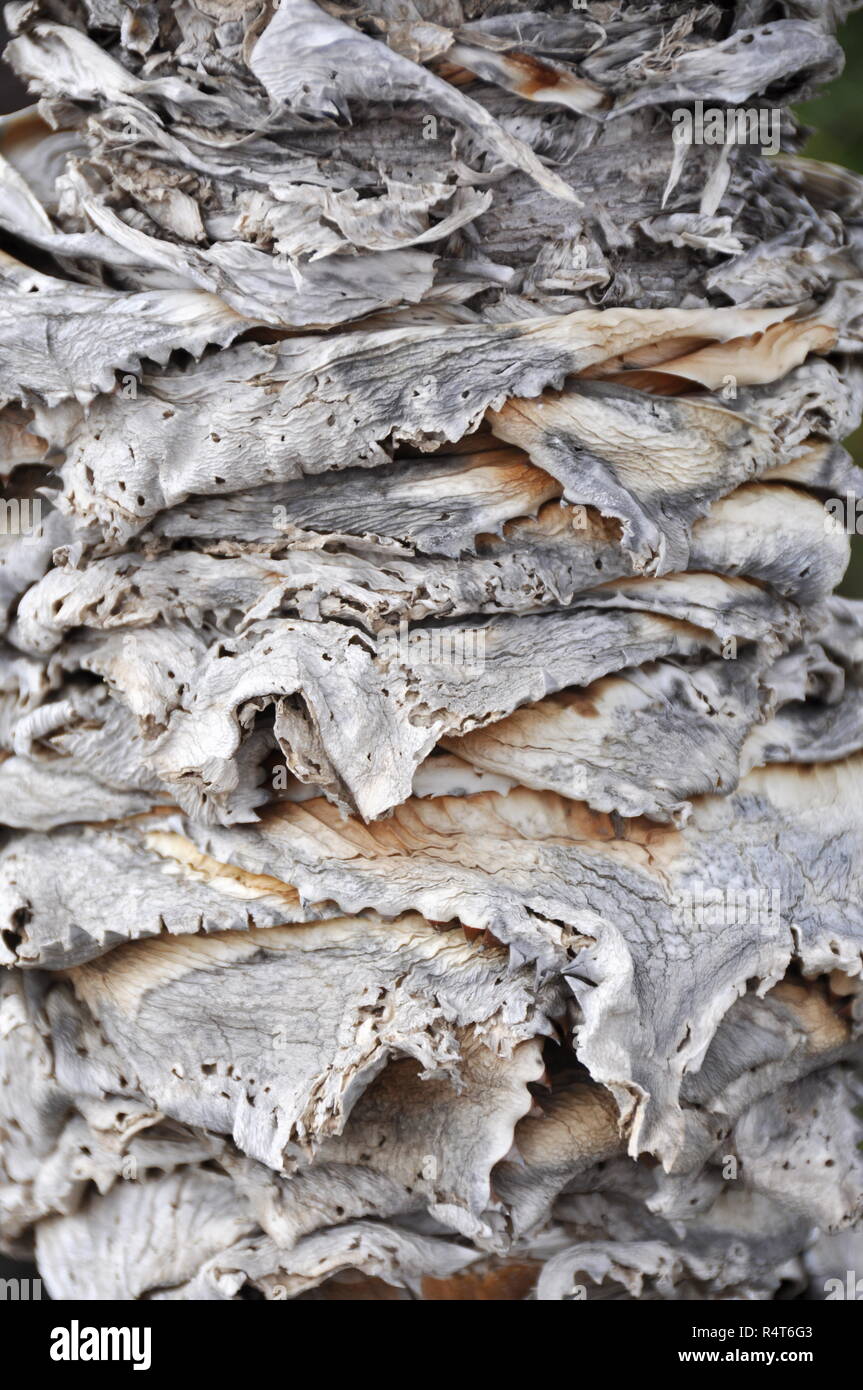 Palm Trunk mit Muster der alten grauen Blätter Stockfoto
