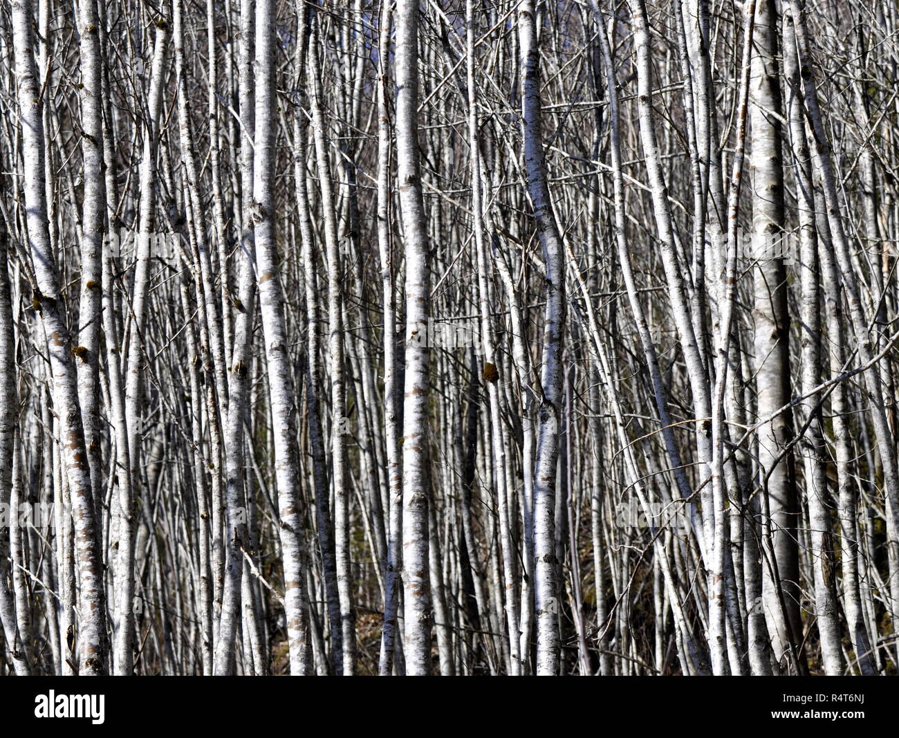 Stämme der grauen Erlen nahe zusammen wachsen in einem Wald Stockfoto