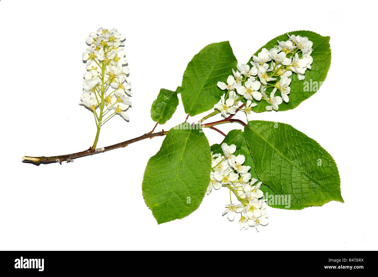 Zweig mit Blüten von bird cherry tree isoliert auf weißem Hintergrund Stockfoto