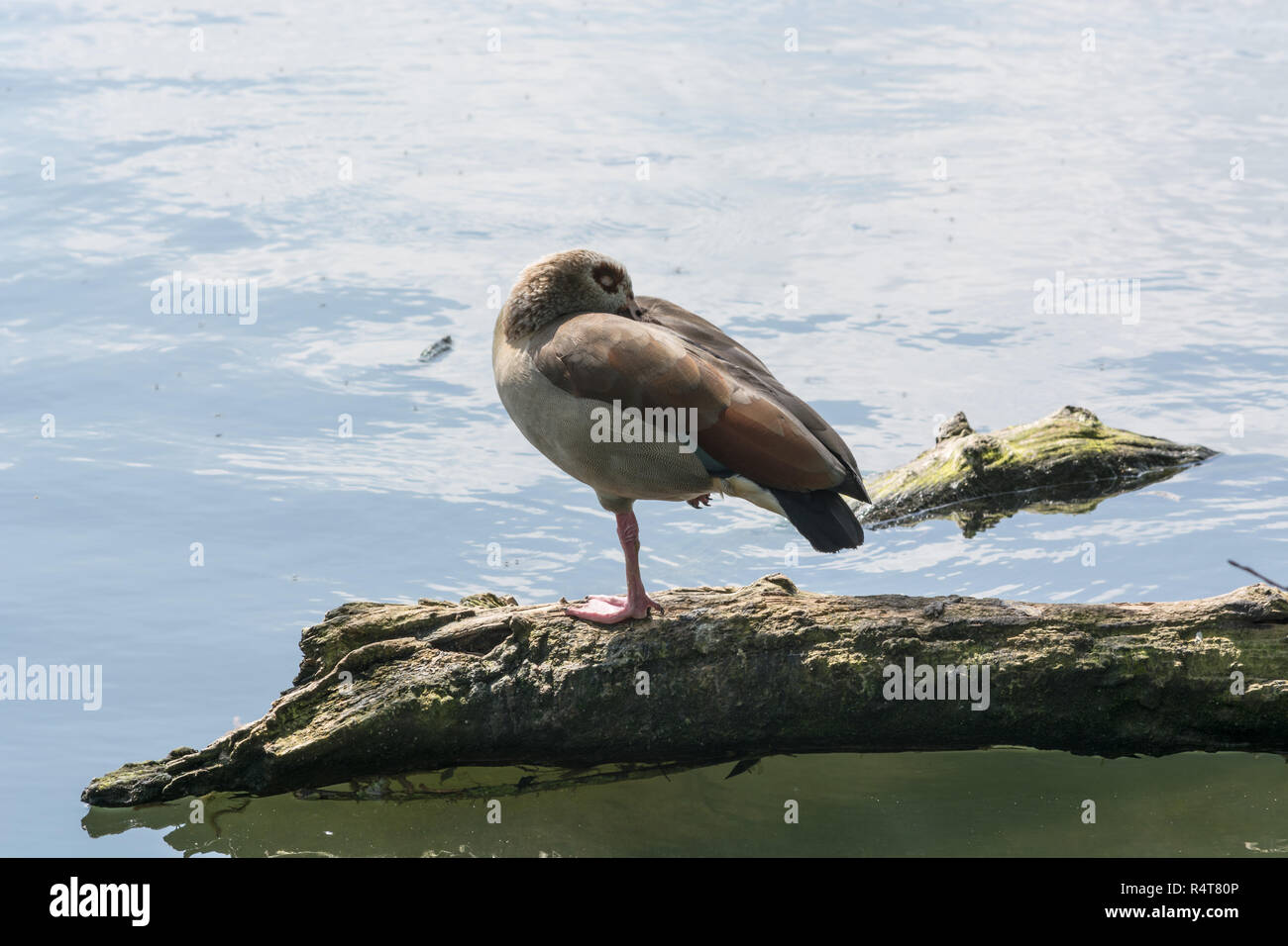 Wild Goose steht auf einem Zweig Stockfoto