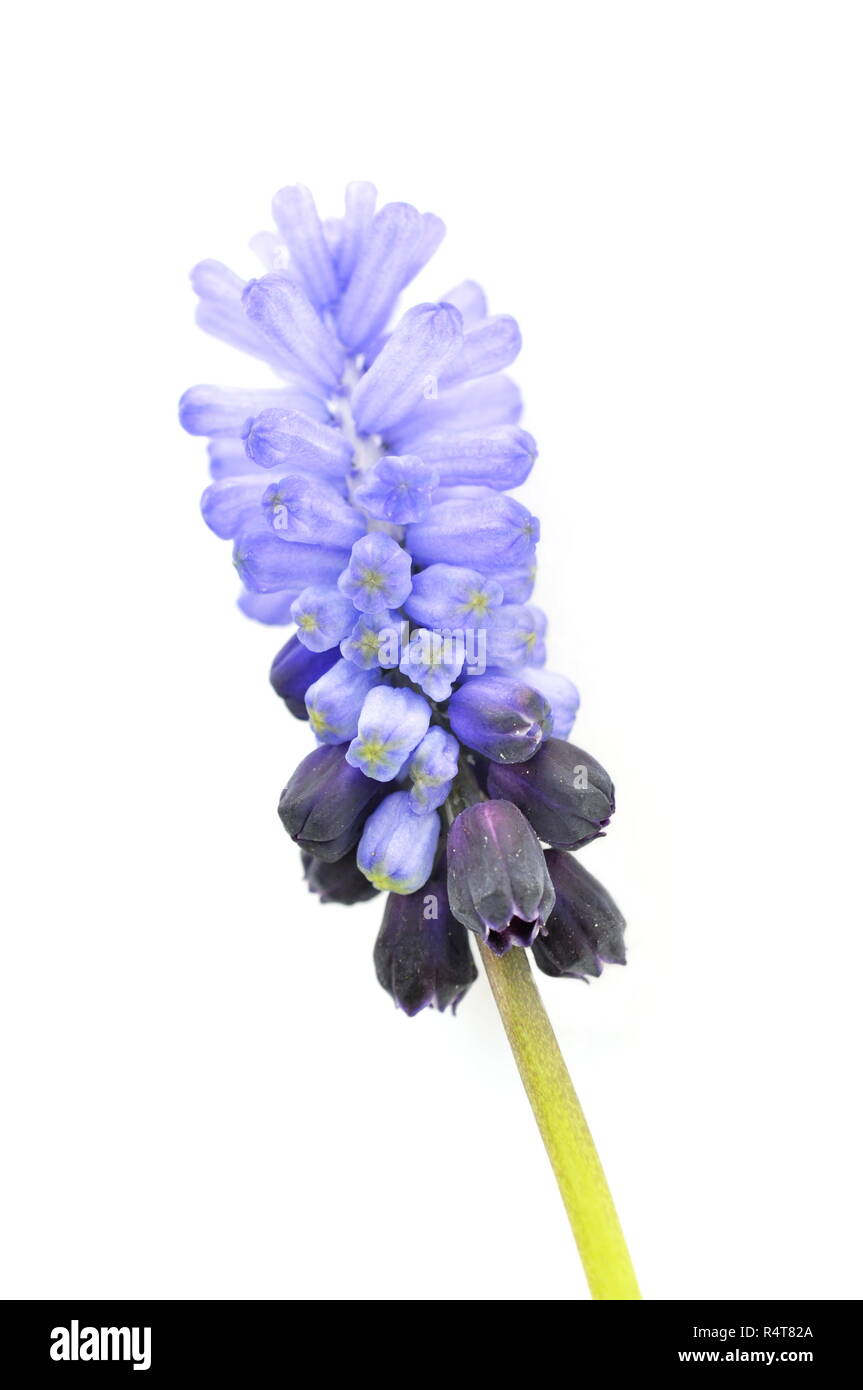Blaue Traubenhyazinthen Muscari auf weißem Hintergrund Stockfoto