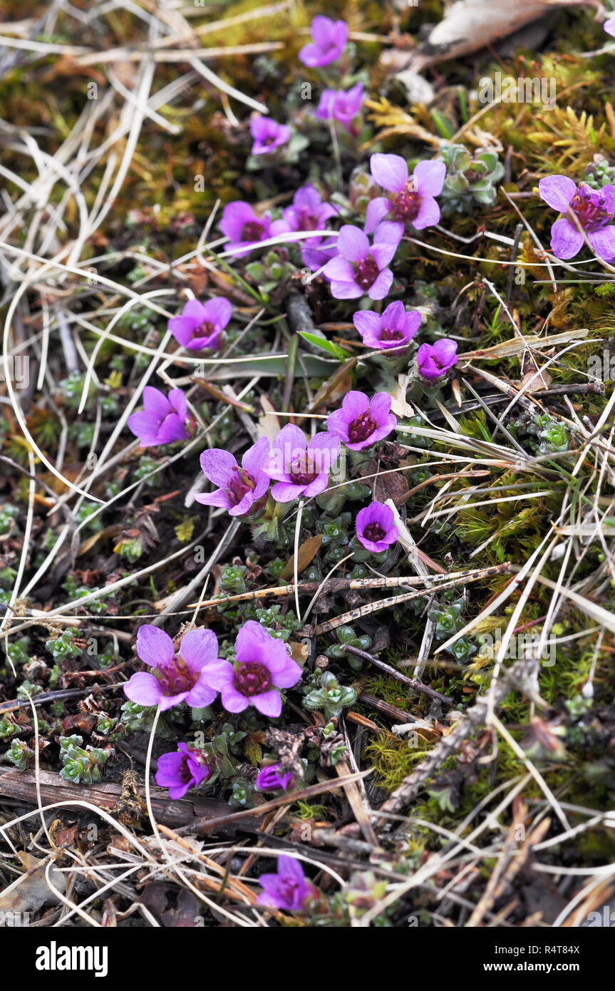 Purple mountain Steinbrech Blüte im Frühjahr Stockfoto
