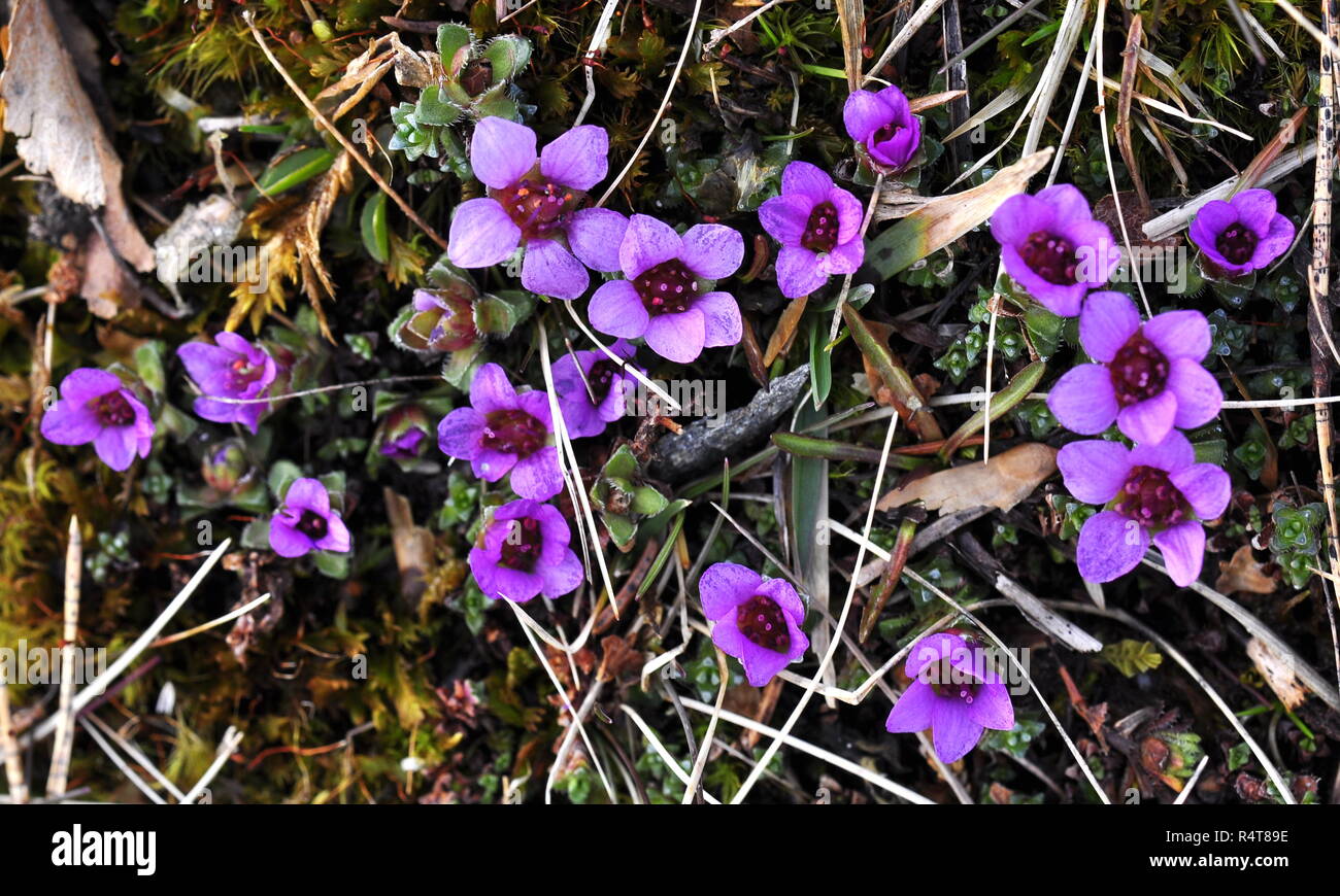 Purple mountain Steinbrech Blüte im Frühjahr Stockfoto