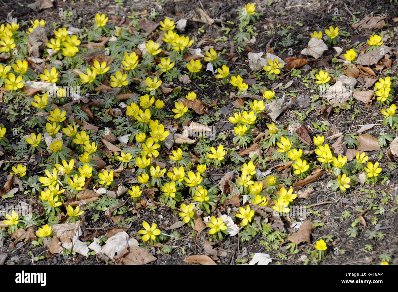 Camas Eranthis hyemalis Blüte im Frühjahr Stockfoto
