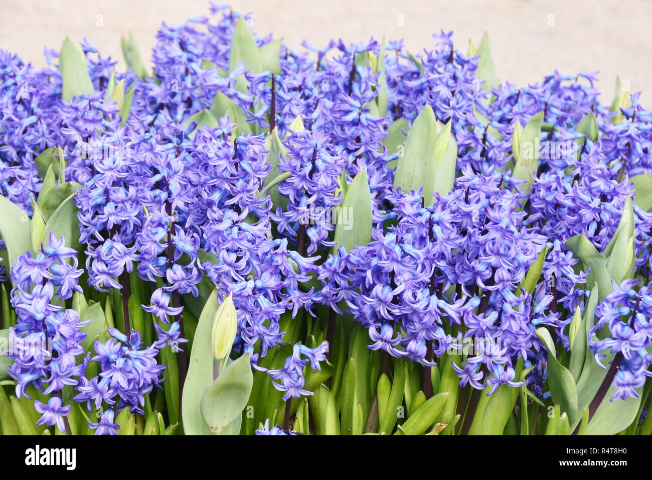 Große Gruppe der blaue Hyazinthen blühen in einem Park Stockfoto