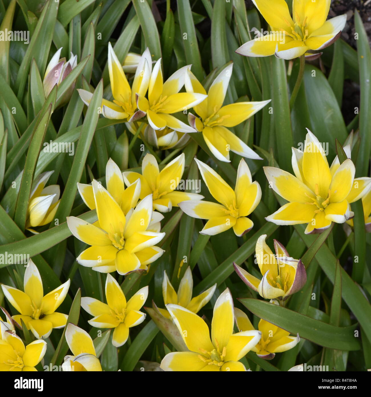 Wilde Tulpe Tulipa tarda Blüte im Frühling Stockfoto