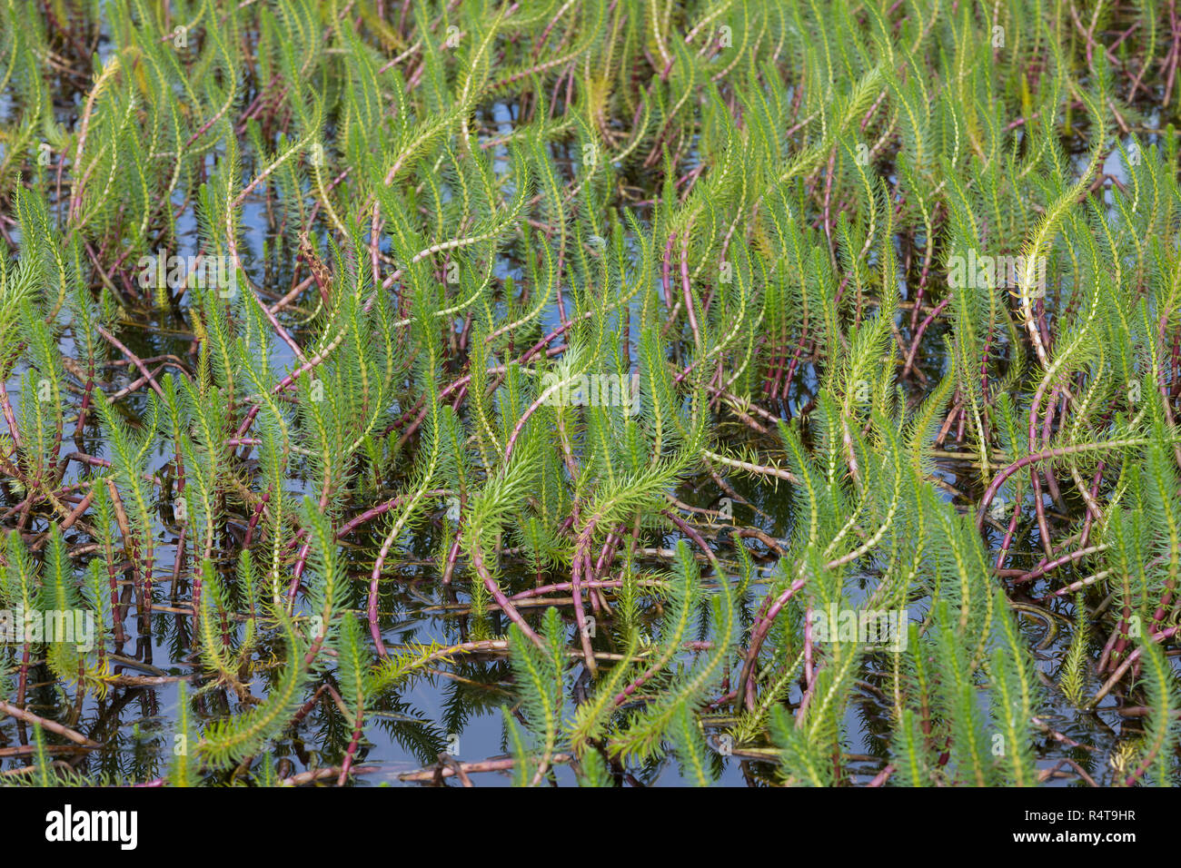 Tannenwedel, Tannen-Wedel, Gewöhnlicher Tannenwedel, Hippuris Vulgaris, gemeinsame Mare Tail, Stutenmilch Schweif, la Pesse Vulgaire Stockfoto