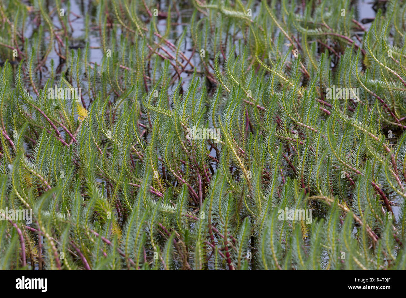 Tannenwedel, Tannen-Wedel, Gewöhnlicher Tannenwedel, Hippuris Vulgaris, gemeinsame Mare Tail, Stutenmilch Schweif, la Pesse Vulgaire Stockfoto