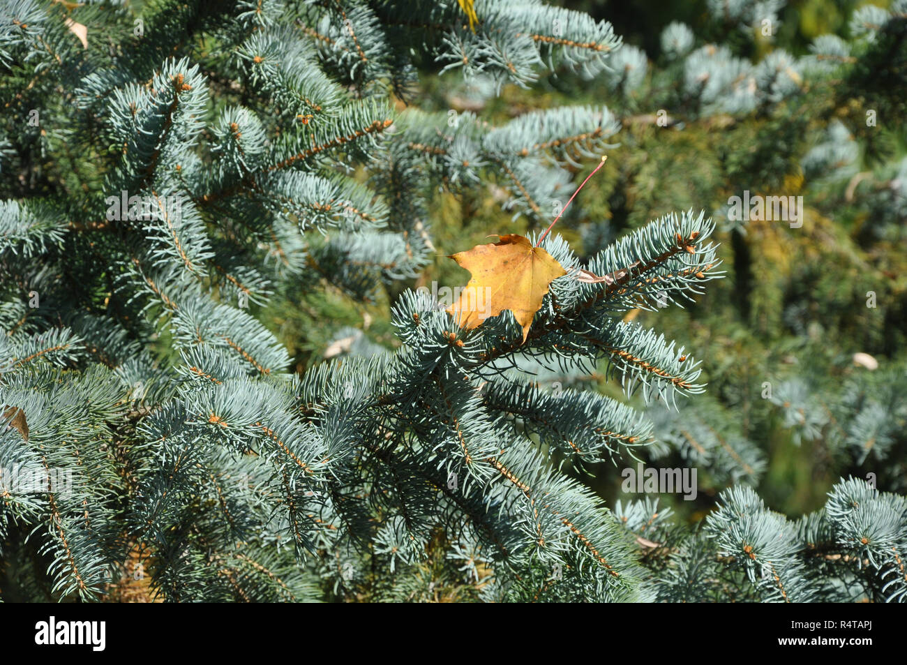 Gelbe maple leaf auf dem Blue Spruce Stockfoto