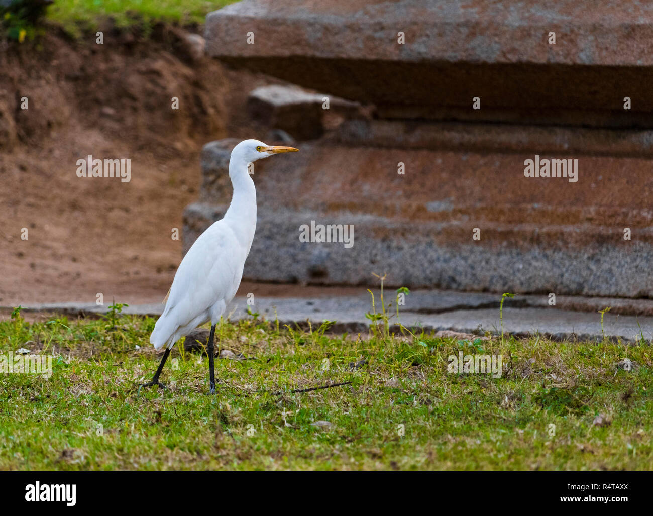 Ein Reiher zu sehen ist Roaming in einem Feld. Stockfoto