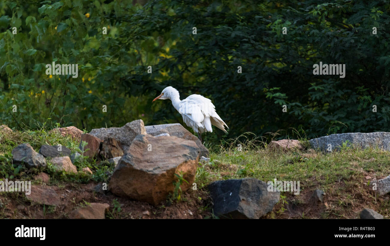Ein Kleiner Reiher ist auf der Suche nach Nahrung in einem sonnigen Morgen gesehen. Stockfoto