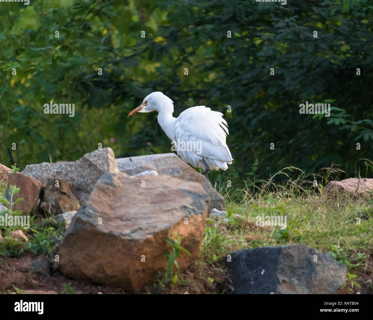 Ein Kleiner Reiher ist auf der Suche nach Nahrung in einem sonnigen Morgen gesehen. Stockfoto