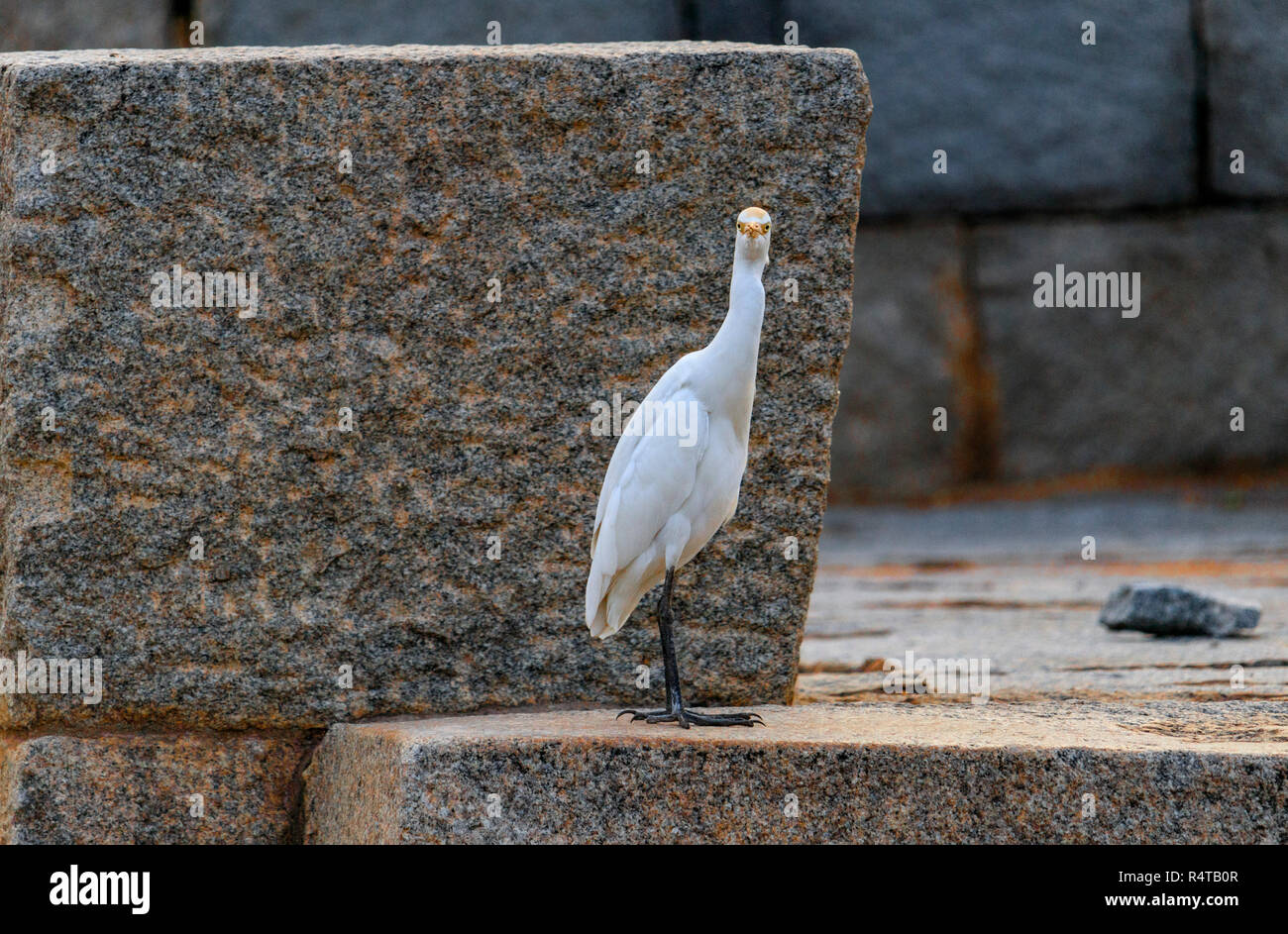 Ein kleiner Reiher gesehen wird. Stockfoto