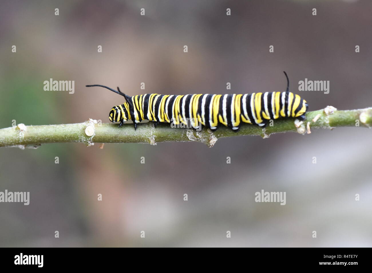 Monarch butterfly Caterpillar auf einem Zweig Stockfoto