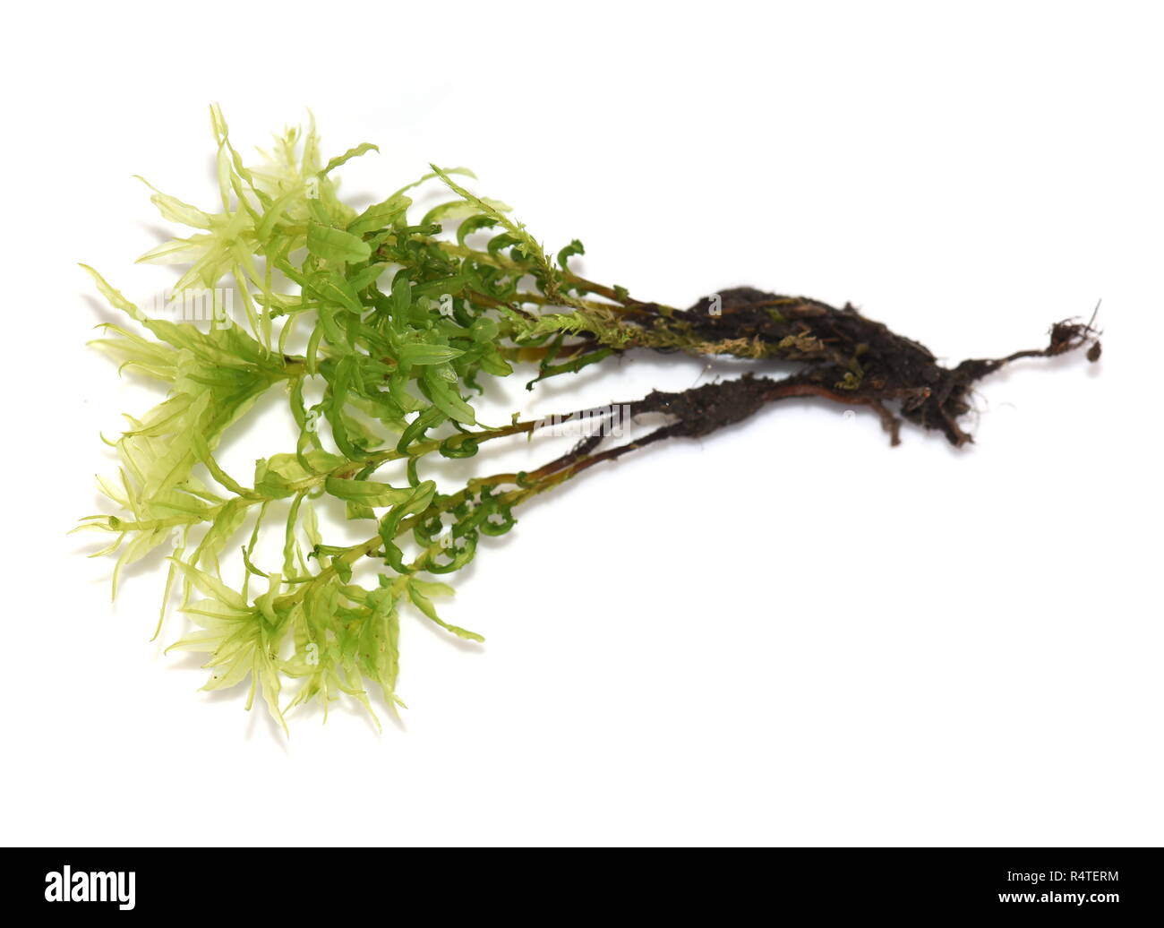 Von Hart-Zunge Thymian - moss Plagiomnium undulatum auf weißem Hintergrund Stockfoto