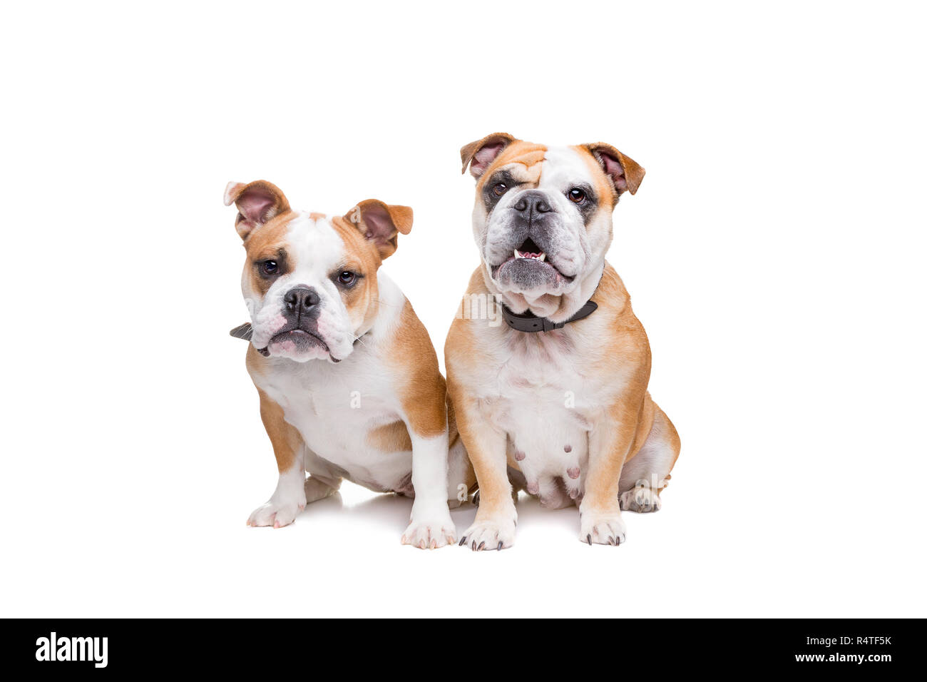 Zwei englische Bulldoggen vor einem weißen Hintergrund sitzen Stockfoto