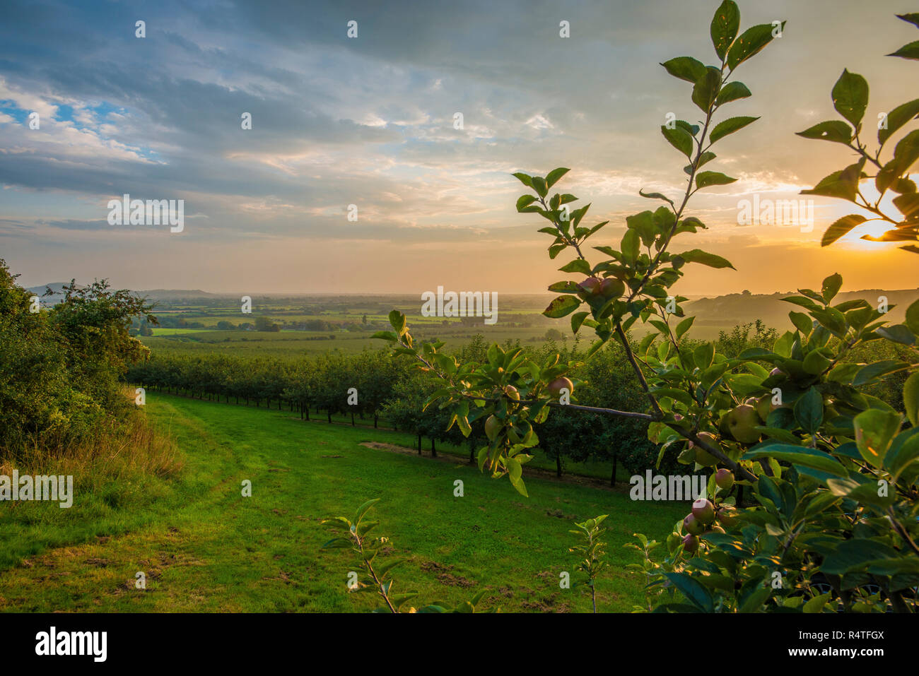 Sonnenuntergang bei einem Apfelwein Apple Orchard in Shiplate, Somerset, September 2018 Stockfoto